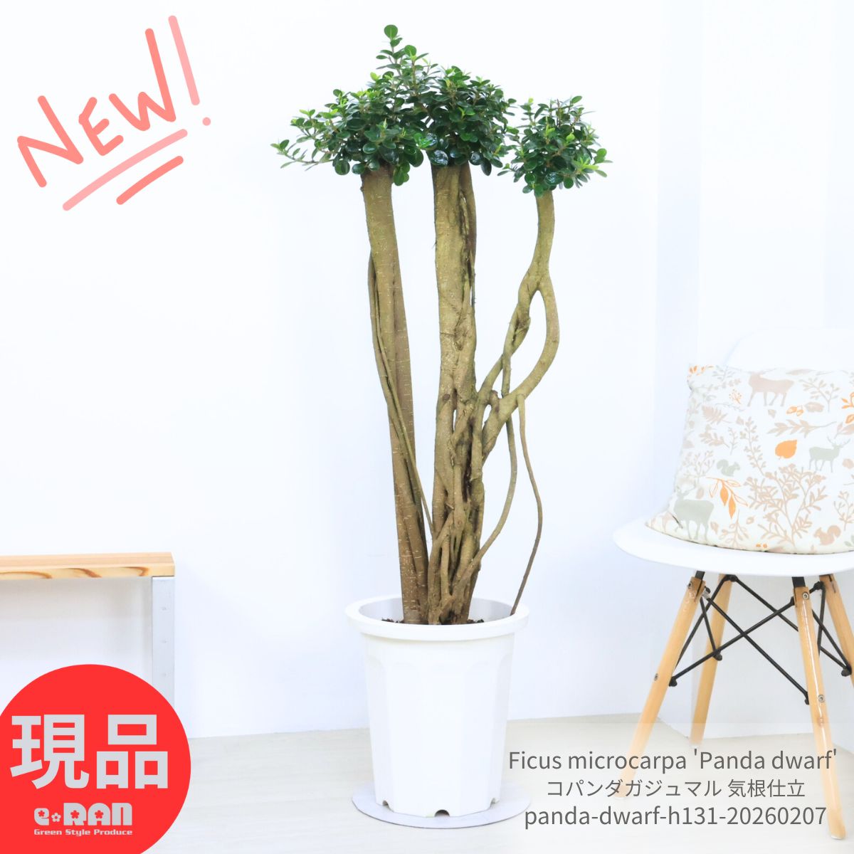 楽天市場】観葉植物 希少種 コパンダガジュマル 高さ約88cm 8号鉢 気根