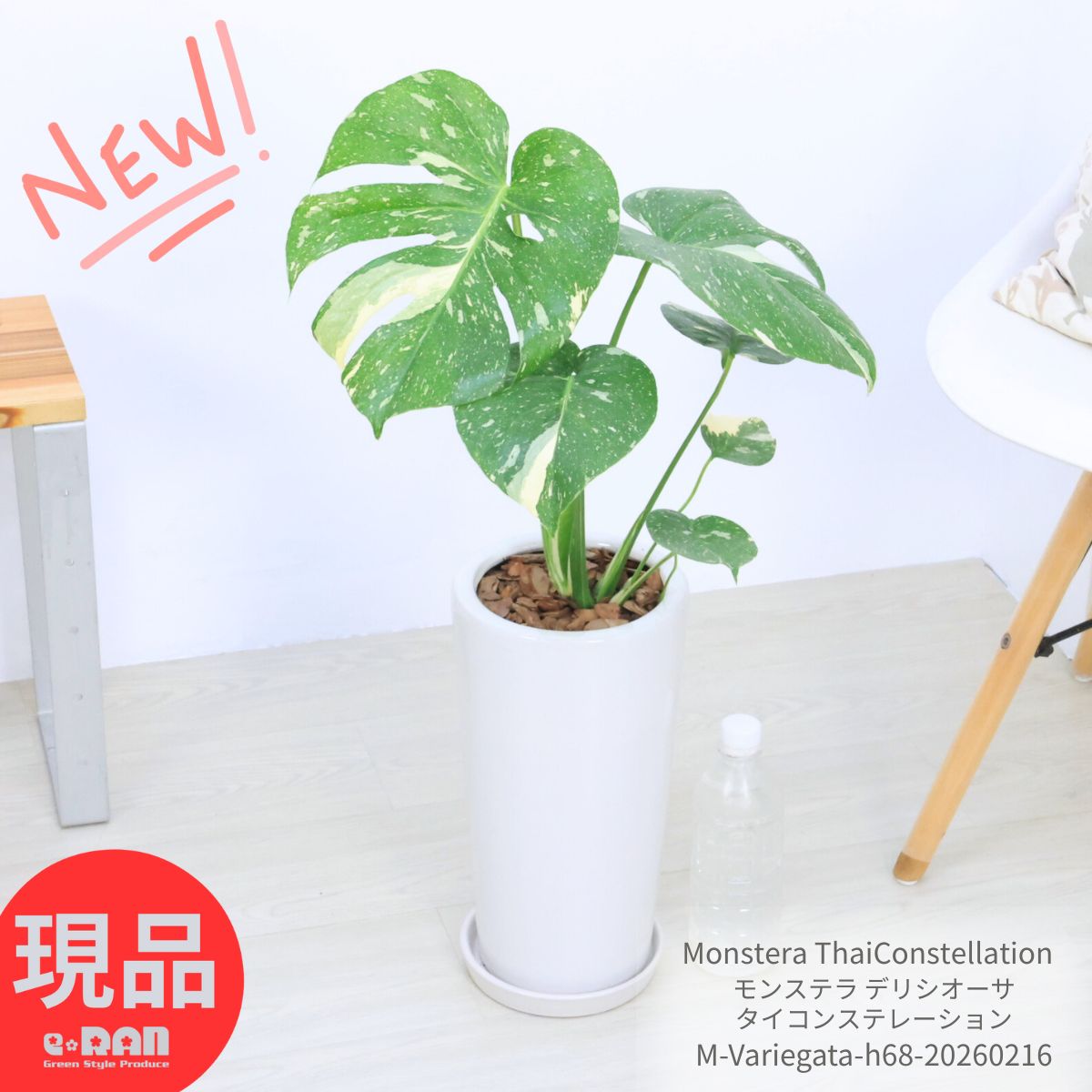 楽天市場】＼ポイント5倍／極上株 斑入り モンステラ デリシオーサ