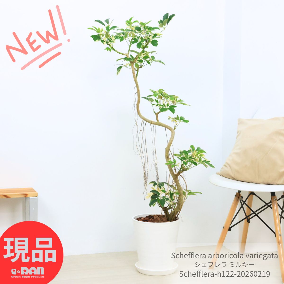 楽天市場】観葉植物 希少種 コパンダガジュマル 高さ約88cm 8号鉢 気根