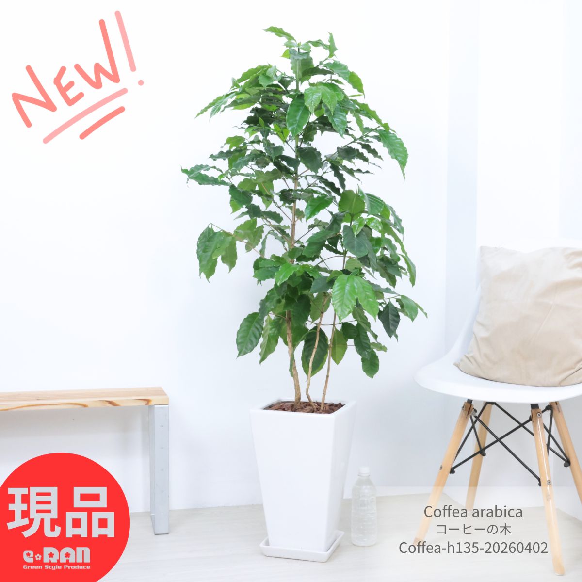 ニオイバンマツリ（観葉植物、庭木、シンボルツリー用） ニオイバンマツリ（観葉植物、庭木、シンボルツリー用）
