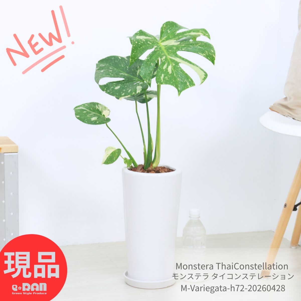 観葉草木の虫打つ手