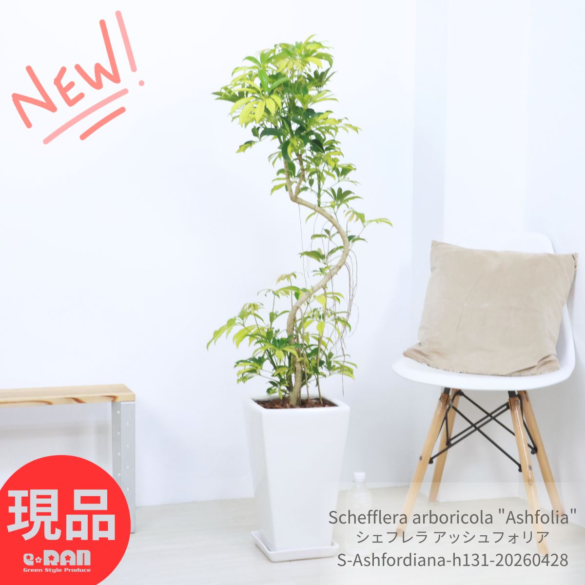 観葉草木の虫打つ手