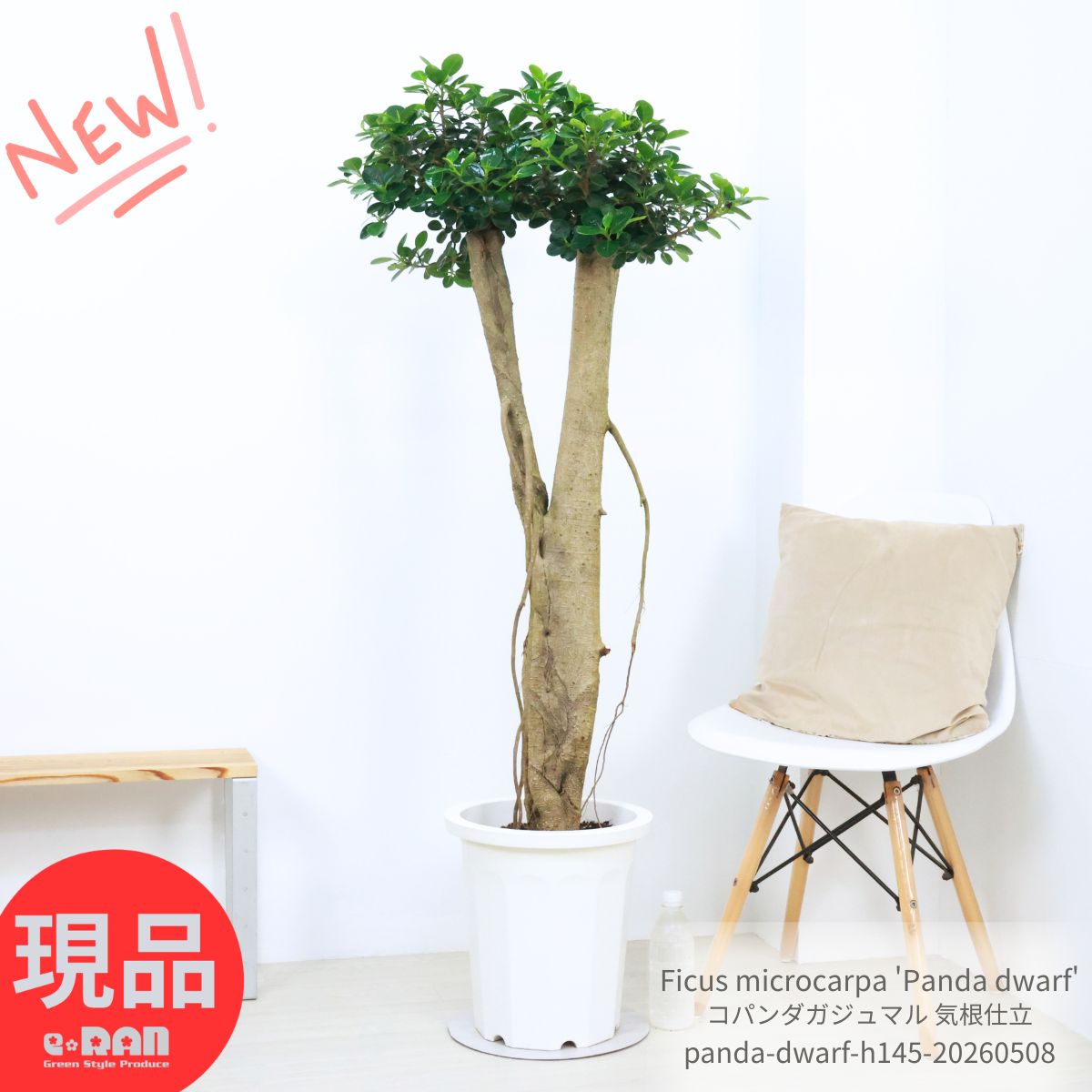 観葉草木の虫打つ手