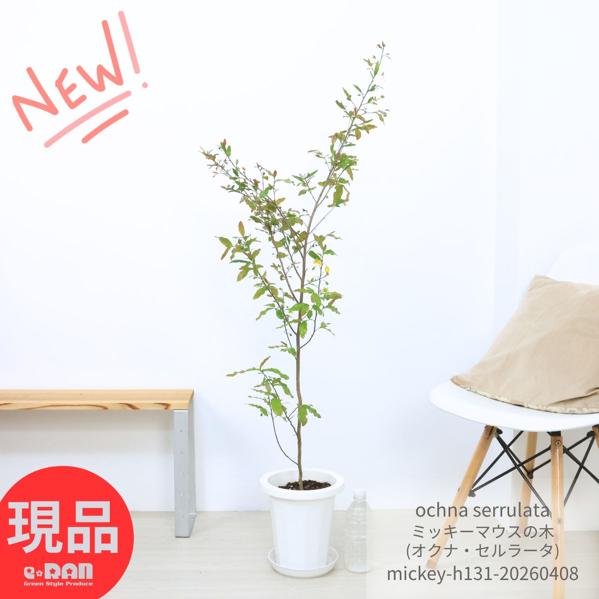 観葉草木の虫打つ手