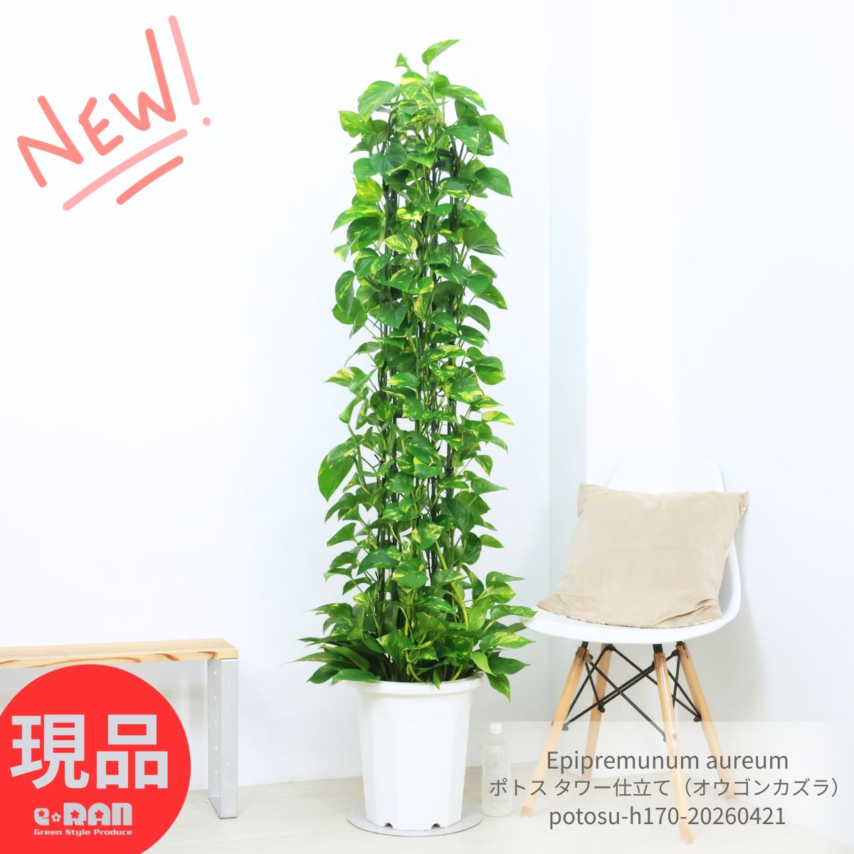 観葉草木の虫打つ手