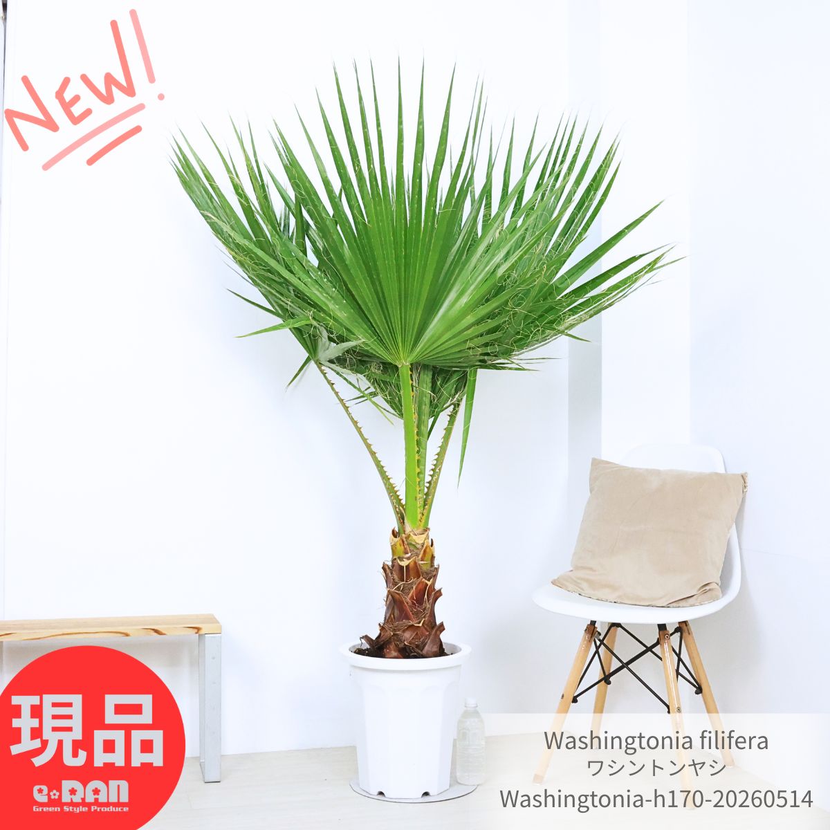 観葉草木の虫打つ手
