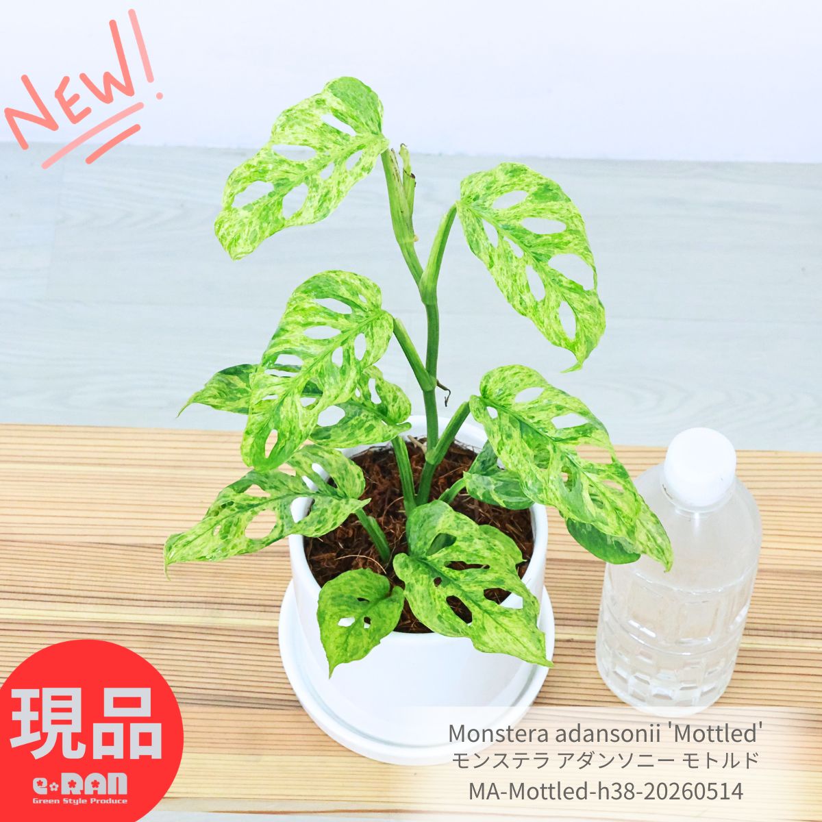 観葉草木の虫打つ手