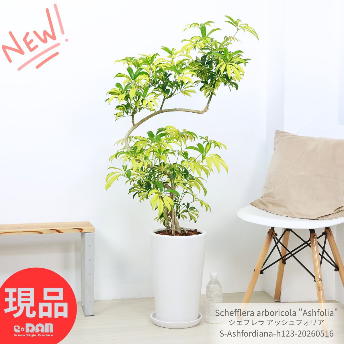 観葉草木の虫打つ手
