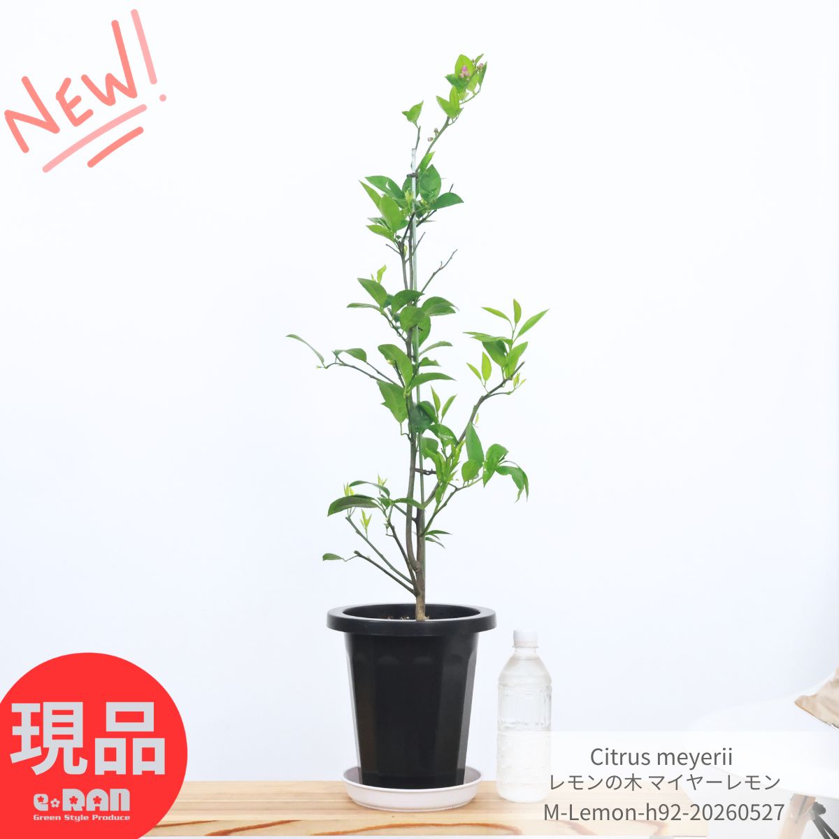 観葉草木の虫打つ手