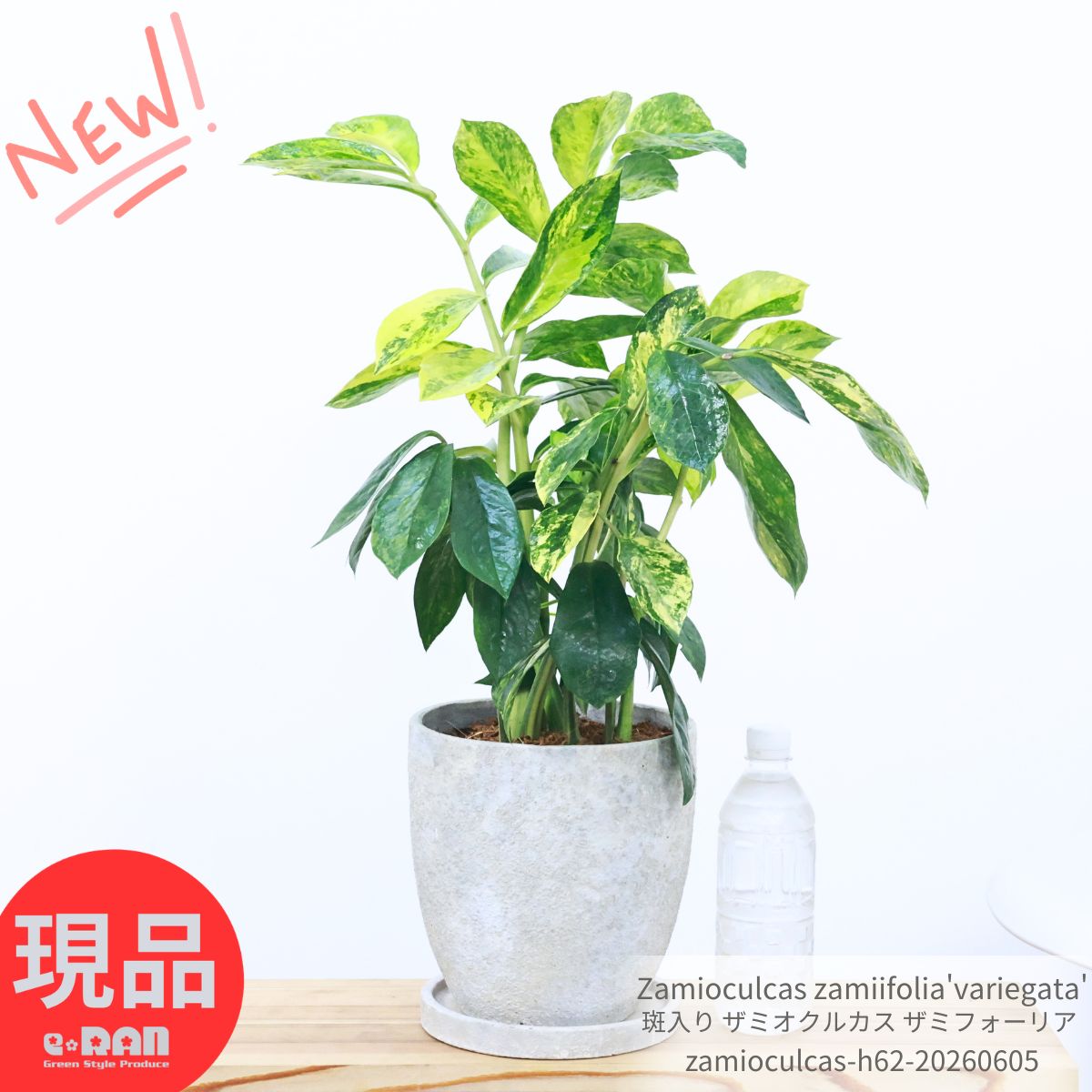 観葉草木の虫打つ手