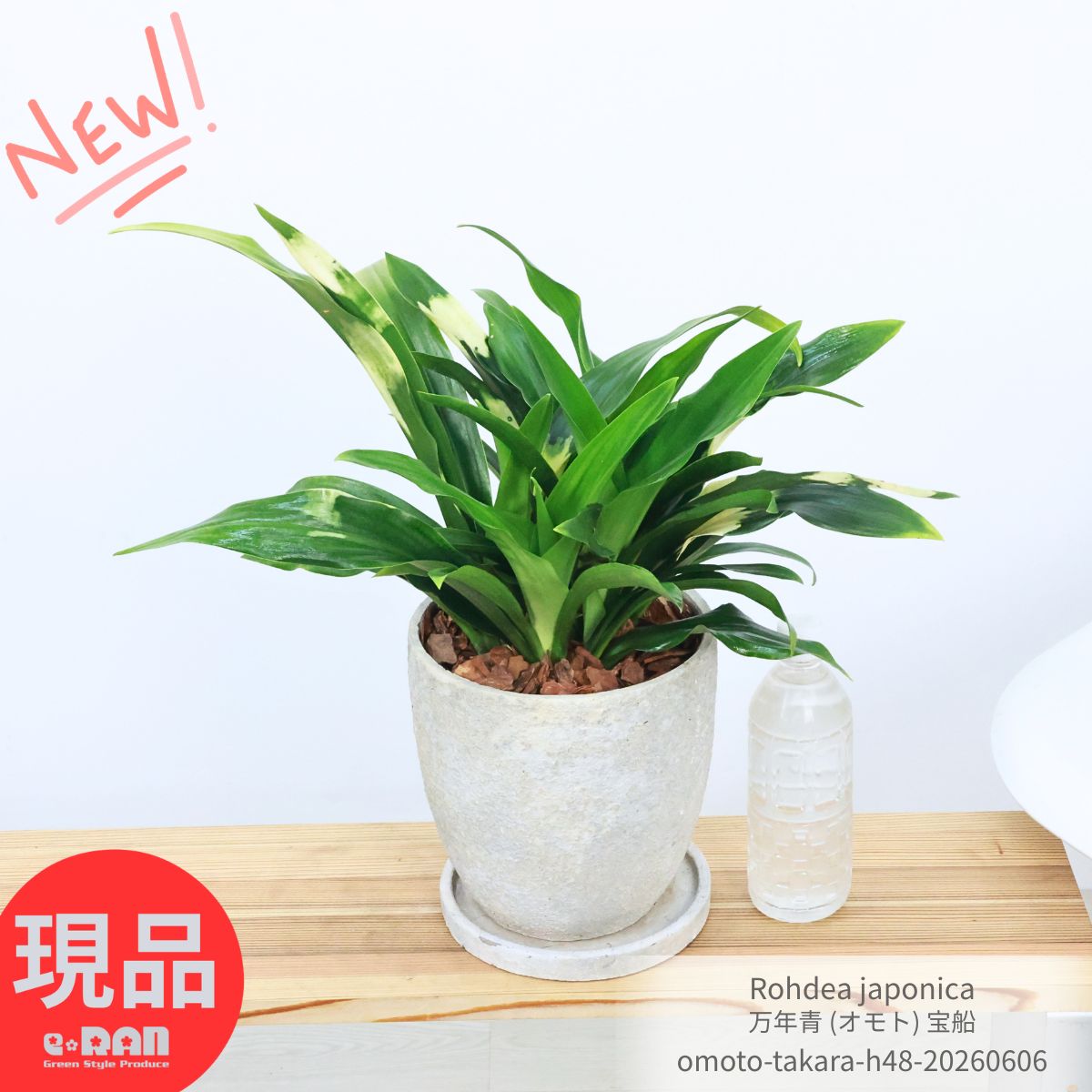 観葉草木の虫打つ手