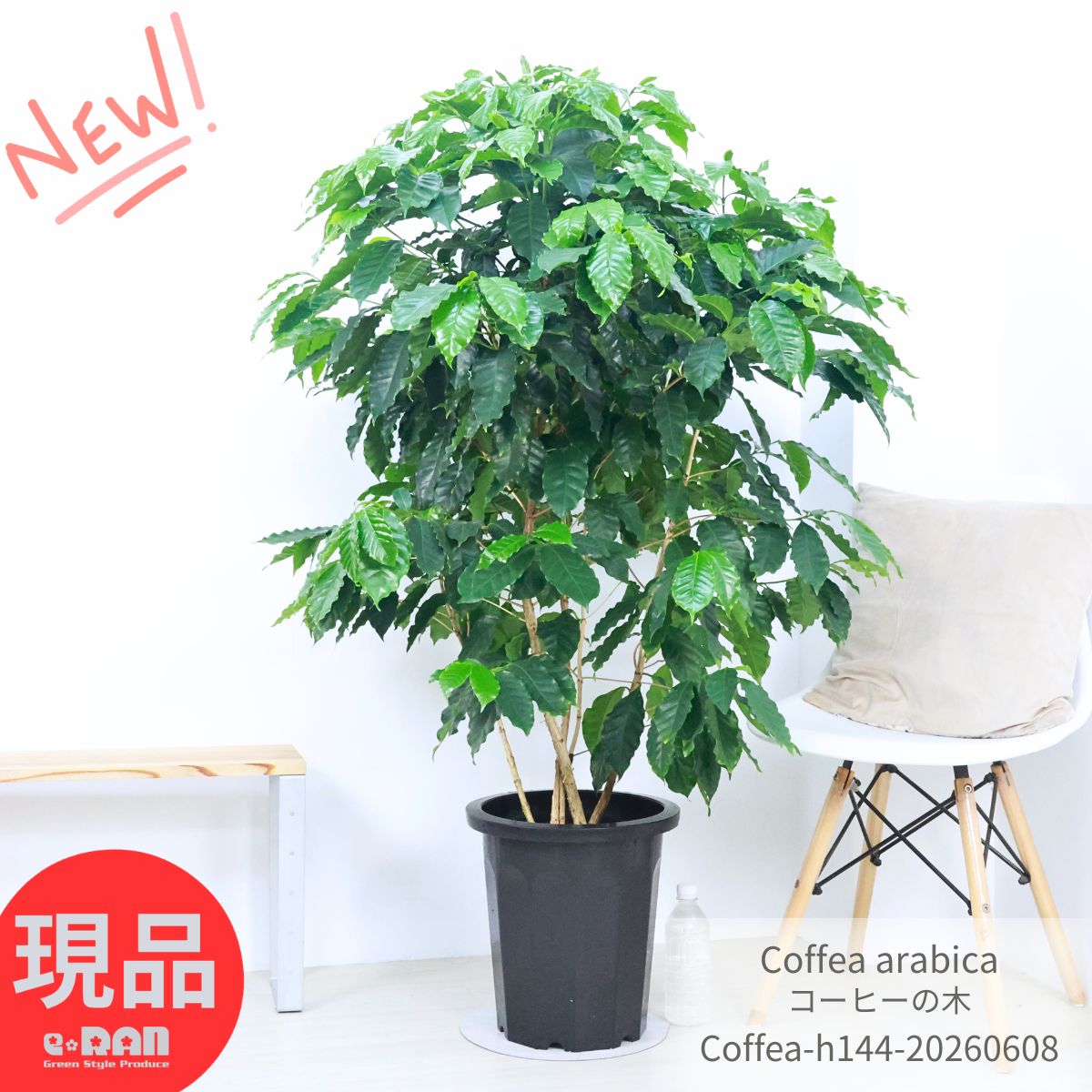 観葉草木の虫打つ手