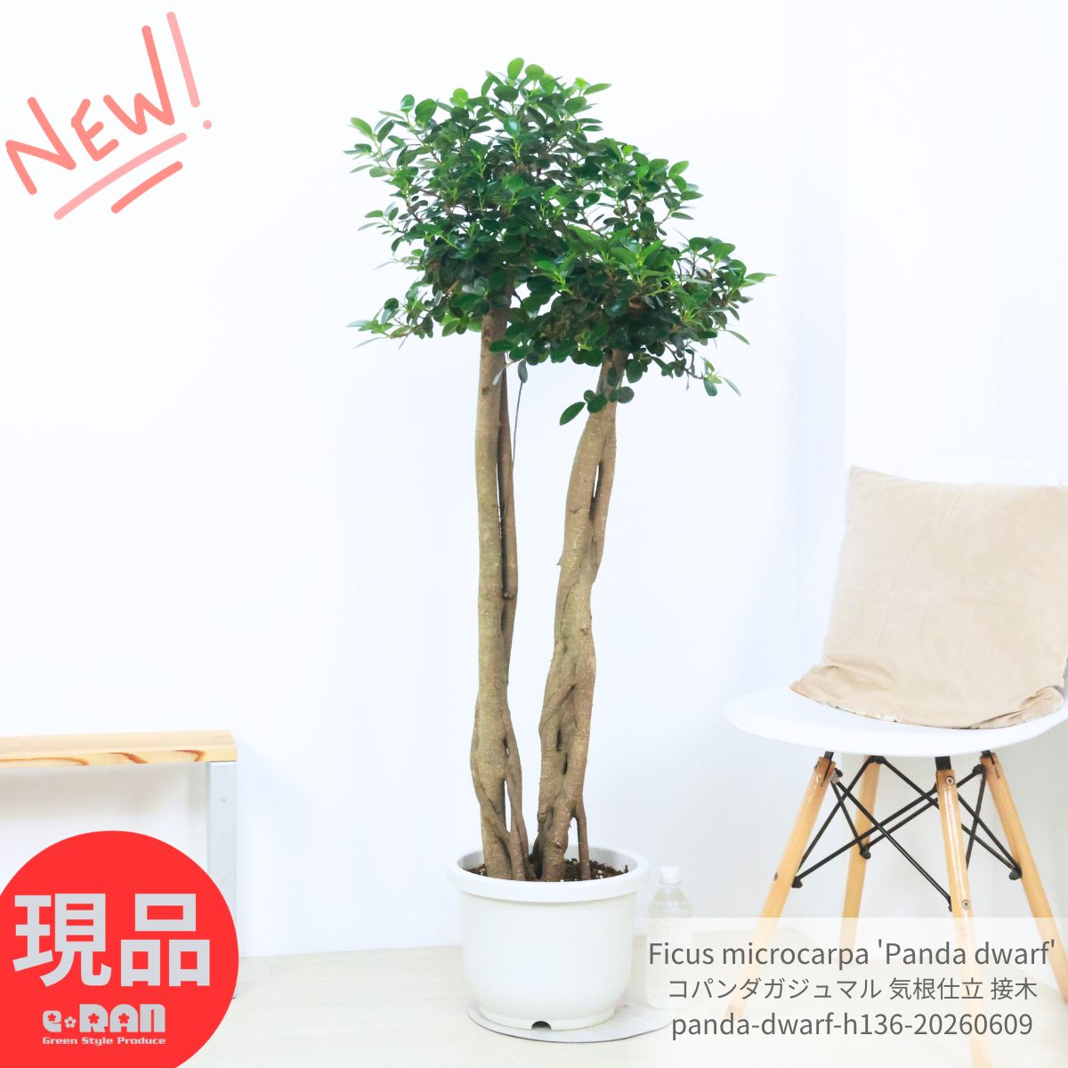 観葉草木の虫打つ手
