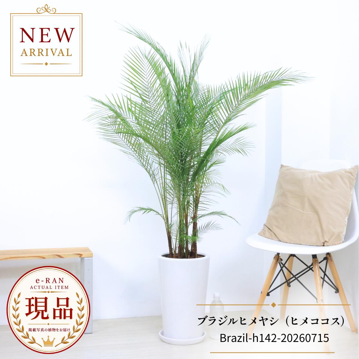 ブラジルヒメヤシ ヒメココス 観葉植物 大型 高さ142cm 株立ち 現品発送 陶器鉢 白 ヤシの木 繊細な羽状葉 耐陰性 育てやすい 新築祝い 開店祝い リトカリウム｜観葉植物の専門店e-RAN 17,500円
