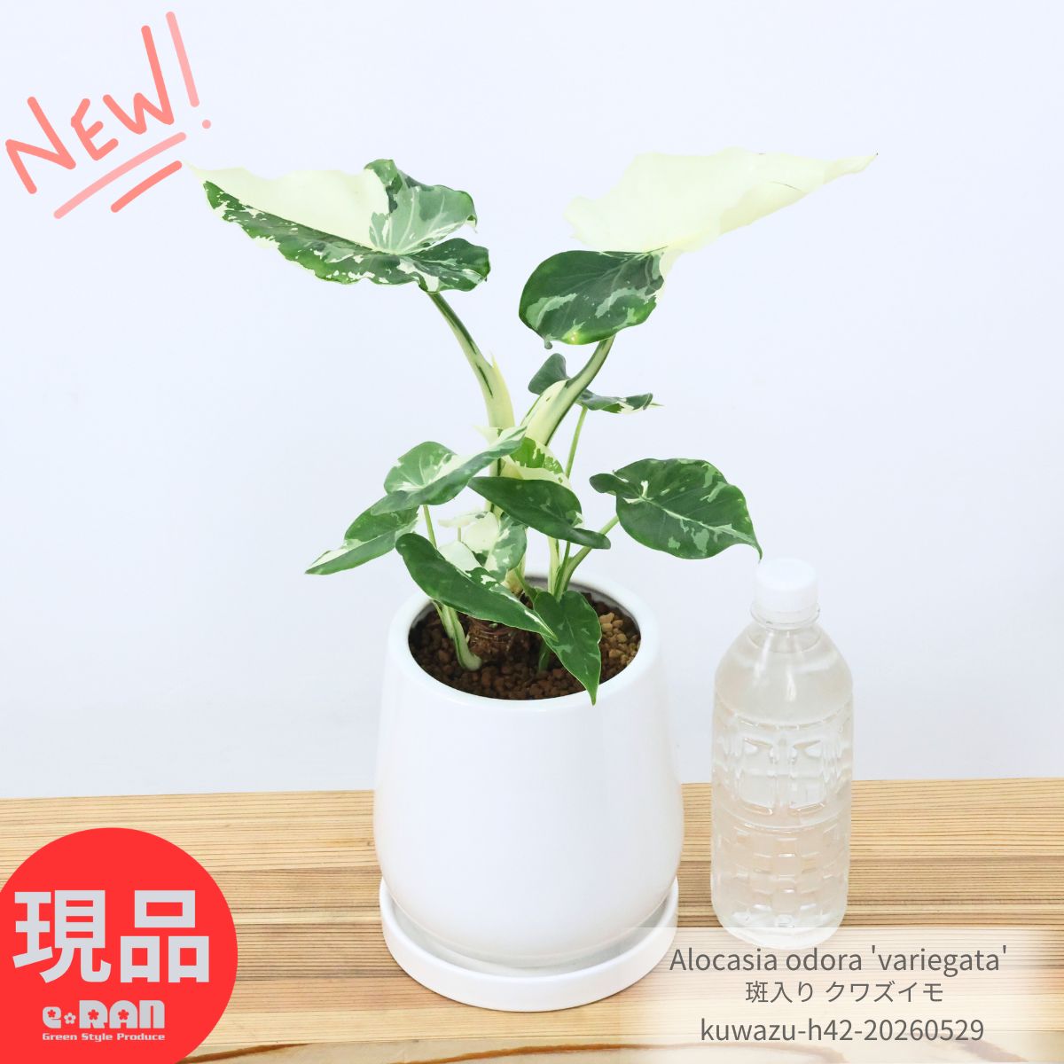 観葉草木の虫打つ手