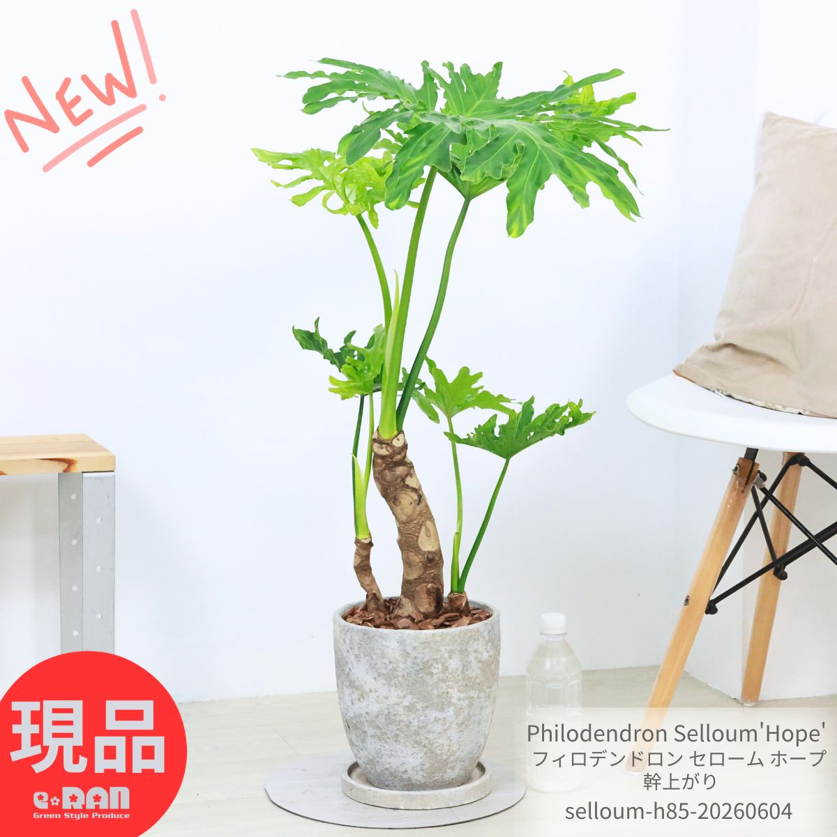 観葉草木の虫打つ手