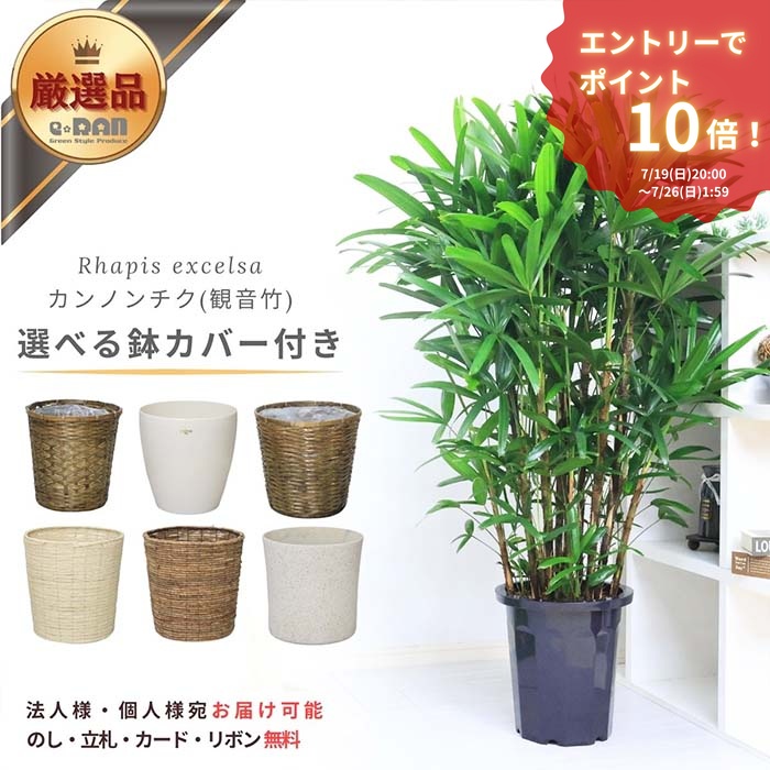エントリーP10倍！【選べる鉢カバーとマルチング】人気のカンノンチク 10号鉢 大型 観葉植物 約H140cm【数量限定販売】管理説明書 受皿付き 肥料小袋プレゼント 縁起物 空気清浄 古典園芸 観音竹 リュウキュウシュロチク かんのんちく 緑の宝石 開店祝い 厳選｜観葉植物の専門店e-RAN