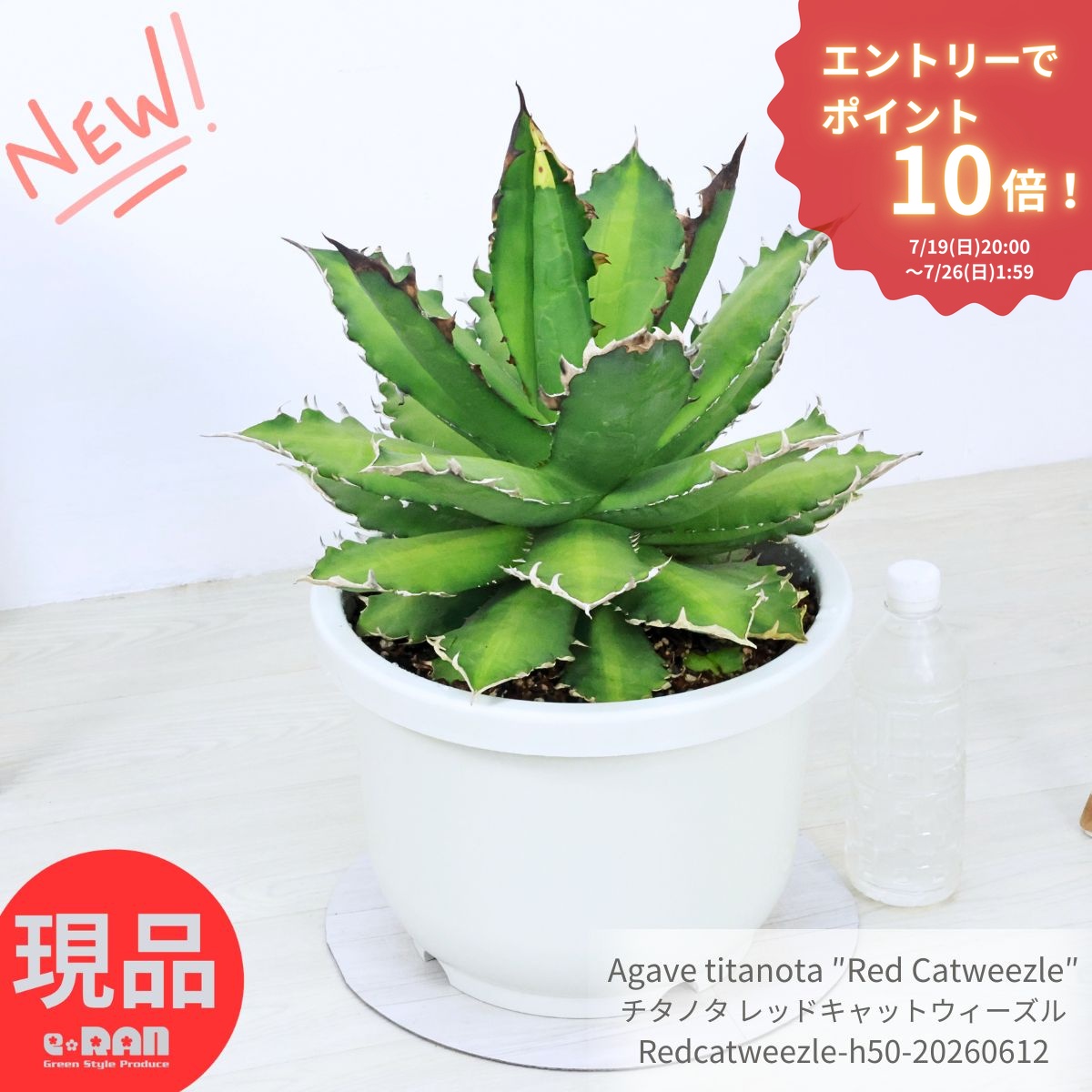 エントリーP10倍!アガベ チタノタ レッドキャットウィーズル 大株 直径38cm10号鉢 多肉植物 高さ約50cm 現品発送 希少 Agave titanota チタノータ ドライガーデン ロックガーデン トゲ 爪 コレクション マニア向け 観葉植物 厳選|観葉植物の専門店e-RAN