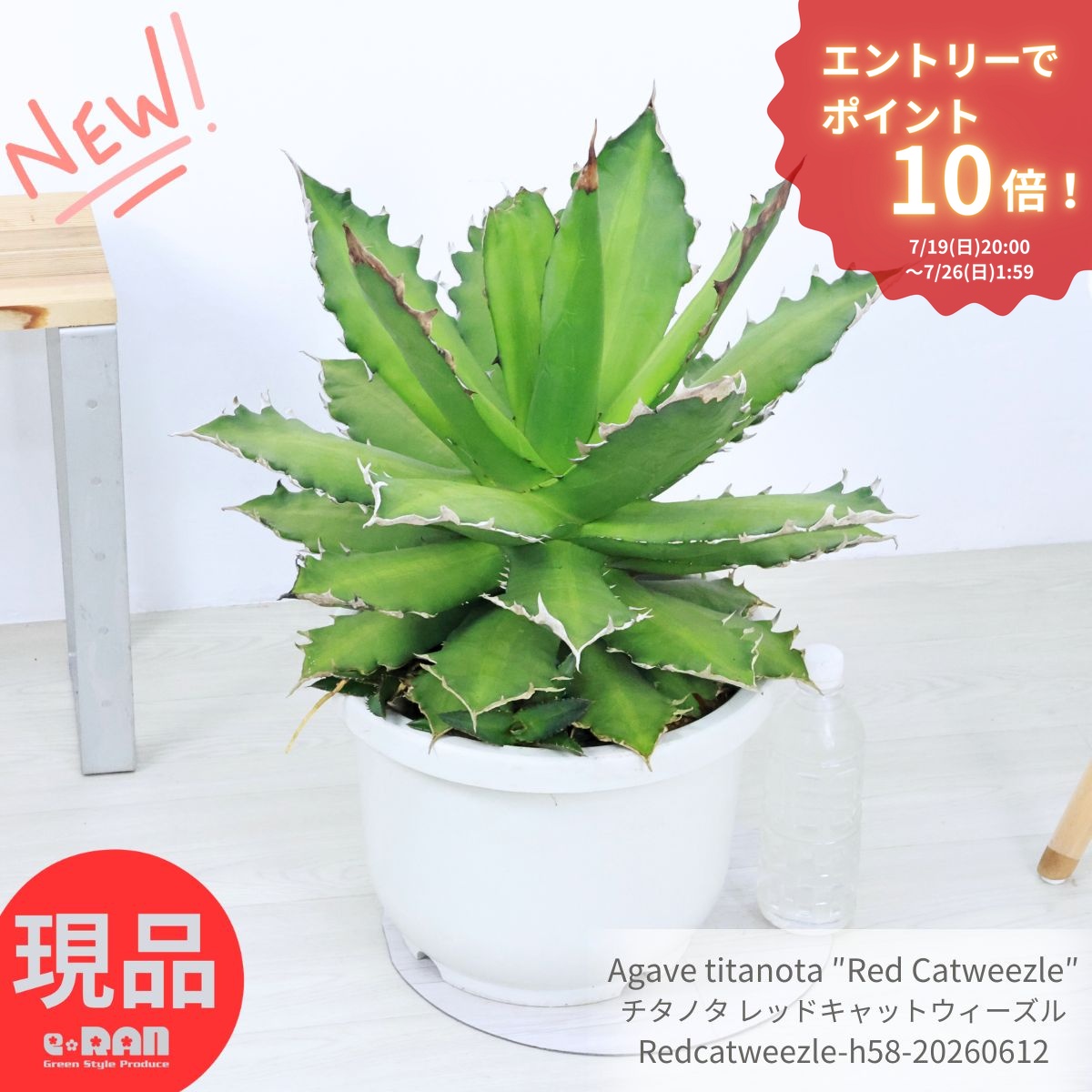 エントリーP10倍！子株付き アガベ チタノタ レッドキャットウィーズル 特大株 10号鉢 直径約50cm 高さ約58cm 多肉植物 現品発送 希少 Agave titanota チタノータ ドライガーデン ロックガーデン トゲ 爪 コレクション マニア向け セメントポット 厳選｜観葉植物の専門店e-RAN