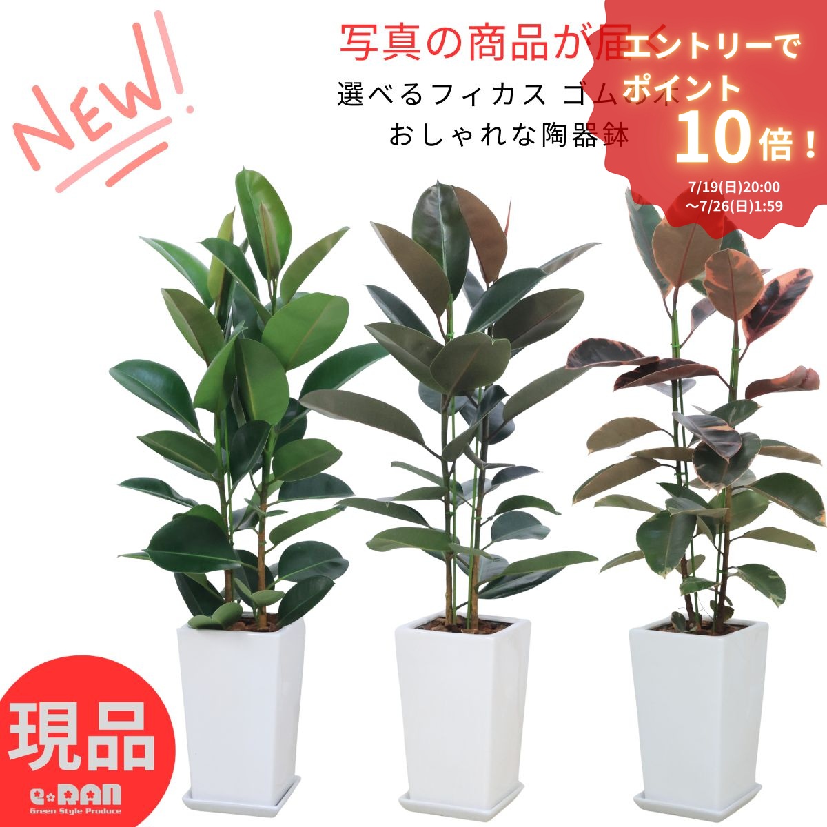 エントリーP10倍!ゴムの木 フィカス 陶器鉢仕立 観葉植物 高さ約110~120cm 選べる現品発送 デコラゴム バーガンディ ルビー 品種選択可 Ficus elastica 黒ゴム クロゴム 斑入りゴム インドゴムノキ おしゃれ インテリア オフィス ギフト 厳選|観葉植物の専門店e-RAN