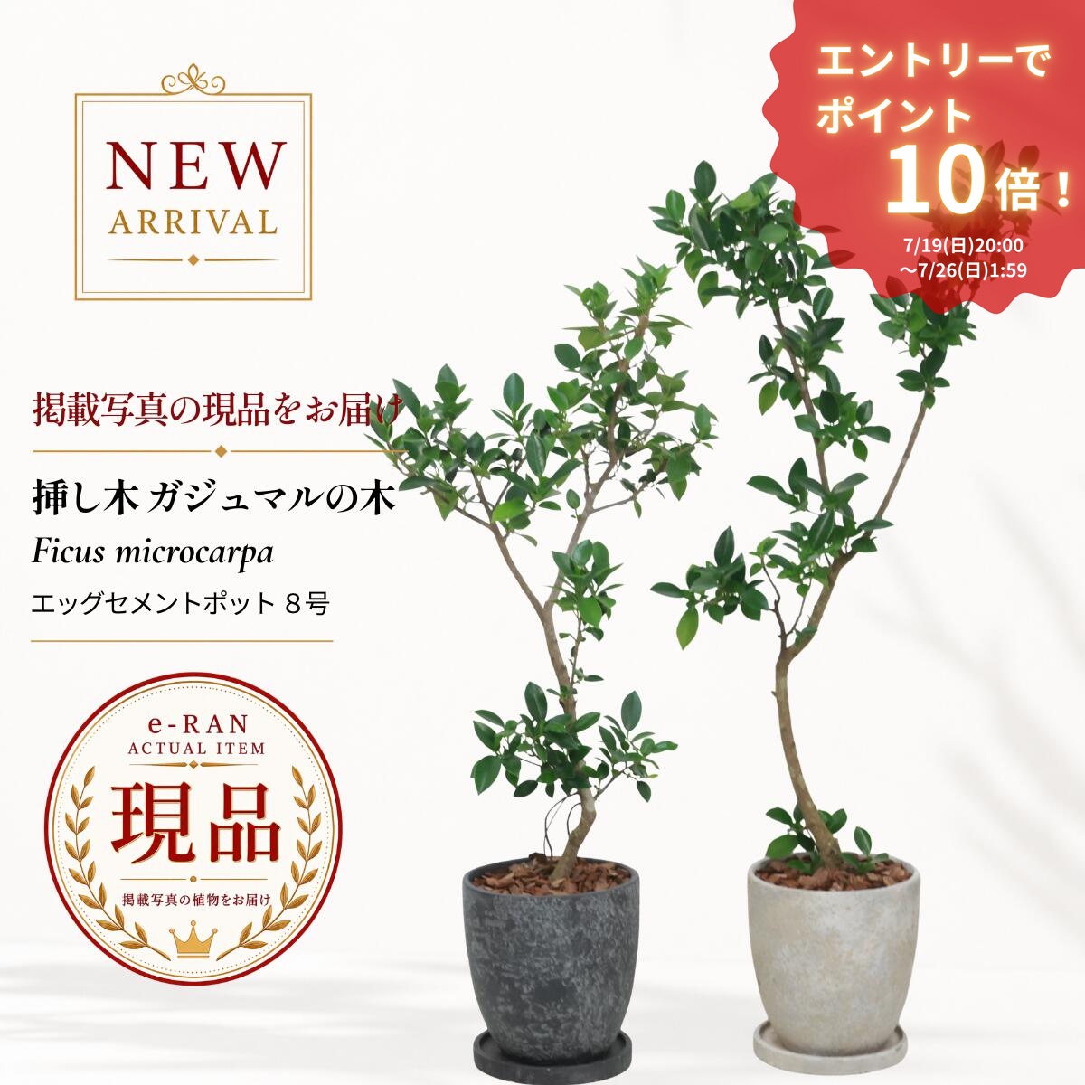エントリーP10倍!ガジュマル 観葉植物 7号鉢 高さ約80~100cm 選べる現品発送 エッグセメントポット 多幸の木 フィカス 育てやすい 風水 おしゃれ インテリア 新築祝い 開店祝い|観葉植物の専門店e-RAN