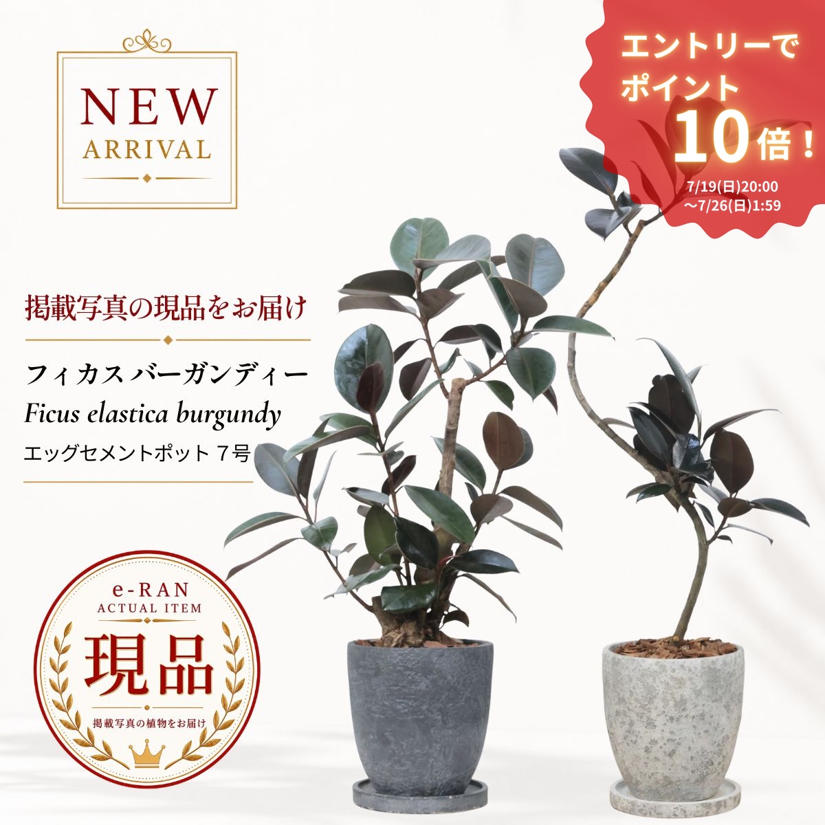 エントリーP10倍!フィカス バーガンディー ゴムの木 観葉植物 7号鉢 高さ約60~100cm 選べる現品発送 エッグセメントポット Ficus elastica 'Burgundy' 育てやすい クロゴム 新築祝い 開店祝い ギフト 厳選|観葉植物の専門店e-RAN