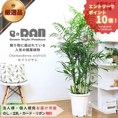 エントリーP10倍！人気の セフリジヤシ 10号鉢【【限定数販売】観葉植物 大型 カマエドレア チャマエドレア セフリジー カイエンナッツ 育て易い 人気 ヤシの木 竹のような姿 空気清浄化 ギフト 南国 グリーン アジアン 開店祝い】 厳選｜観葉植物の専門店e-RAN