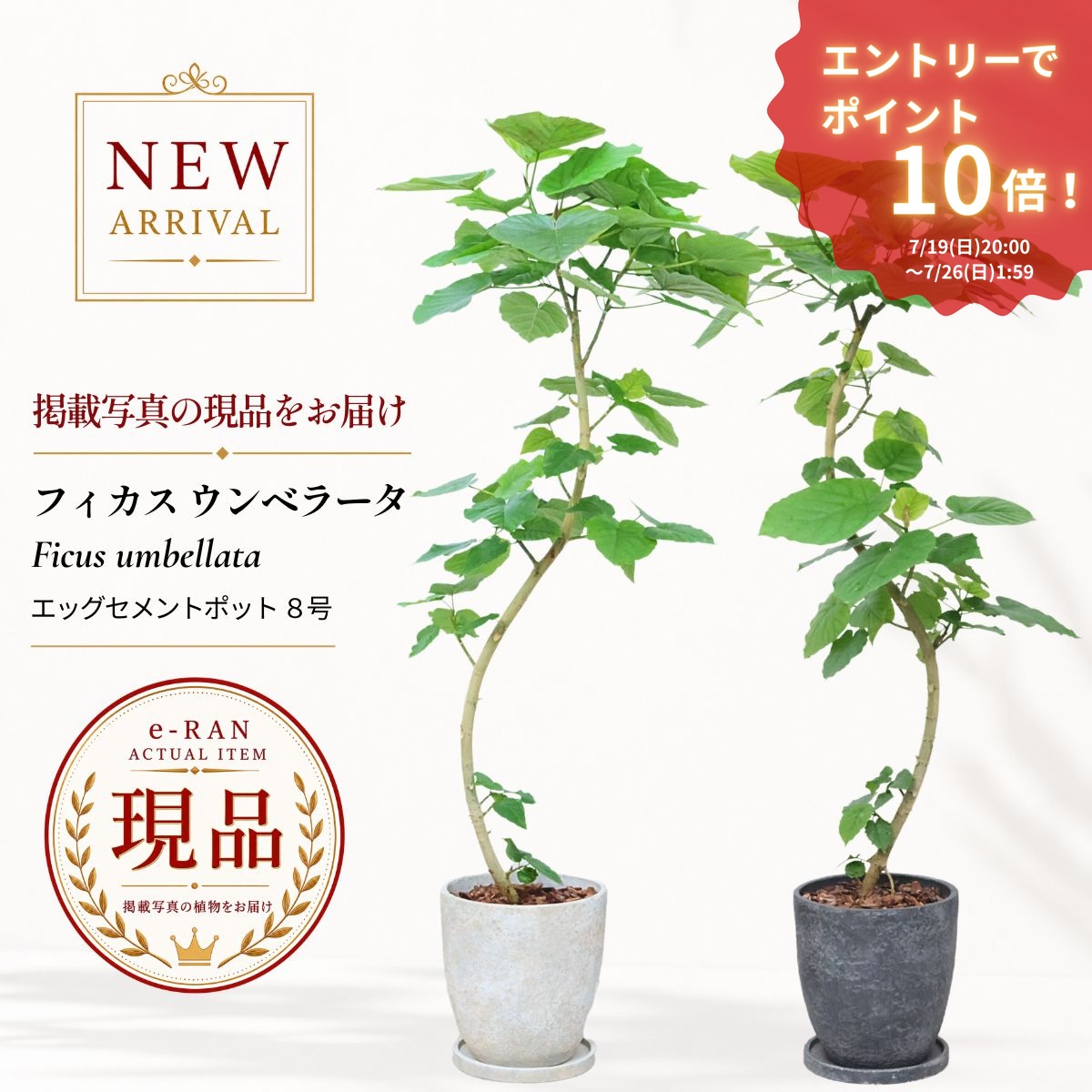エントリーP10倍！フィカス ウンベラータ 観葉植物 大型 8号鉢 エッグセメントポット 高さ約125～150cm シンボルツリー お中元 新築祝い 開店祝い ギフト 選べる現品発送 曲がり樹形 S字樹形 ゴムの木 おしゃれ インテリア 育てやすい｜観葉植物の専門店e-RAN