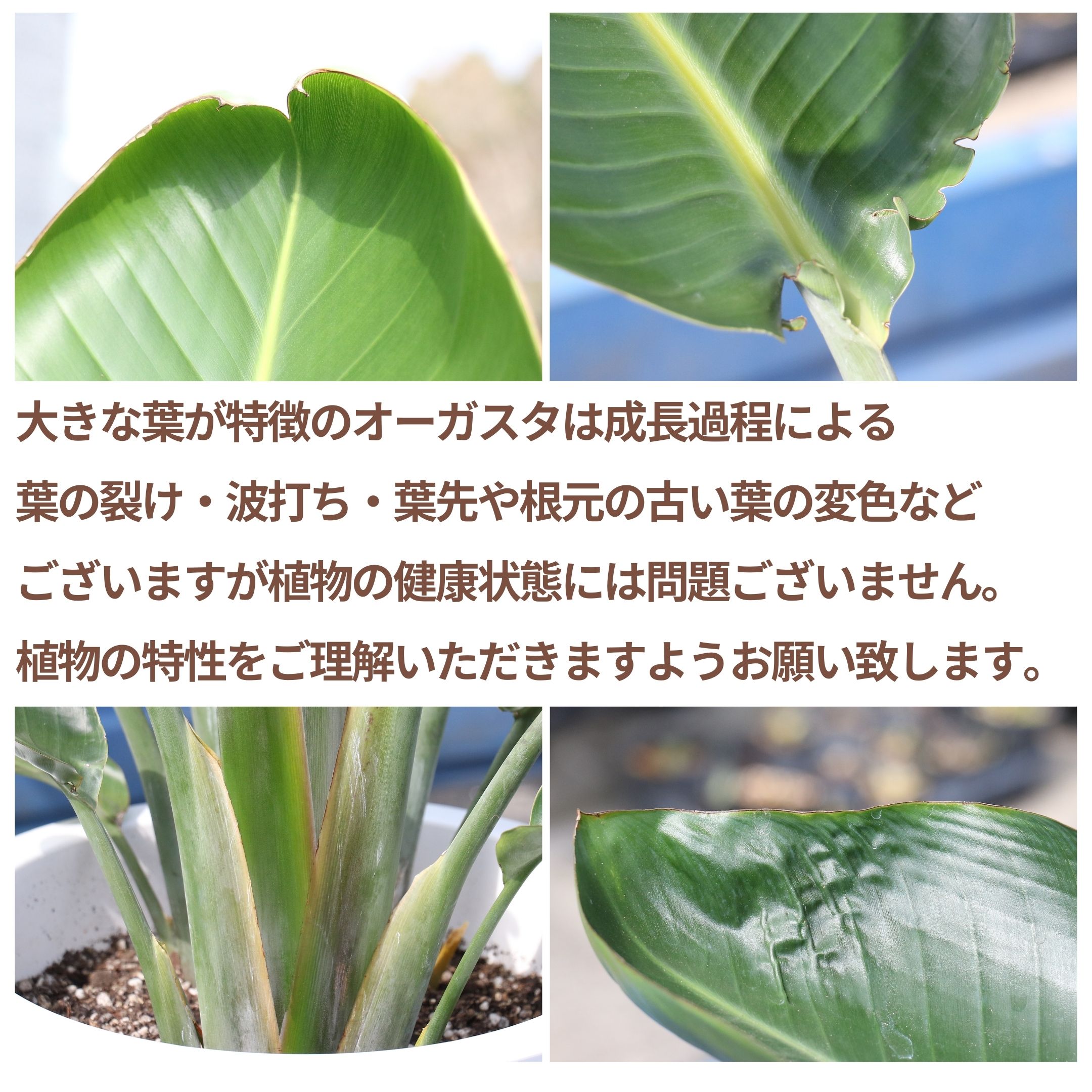 予約 観葉植物 大型 ストレリチア オーガスタ 2〜3株仕立 高級陶器鉢 ※写真のような厳選品のお届けです 管理説明書 受皿付き 肥料小袋プレゼント  fucoa.cl