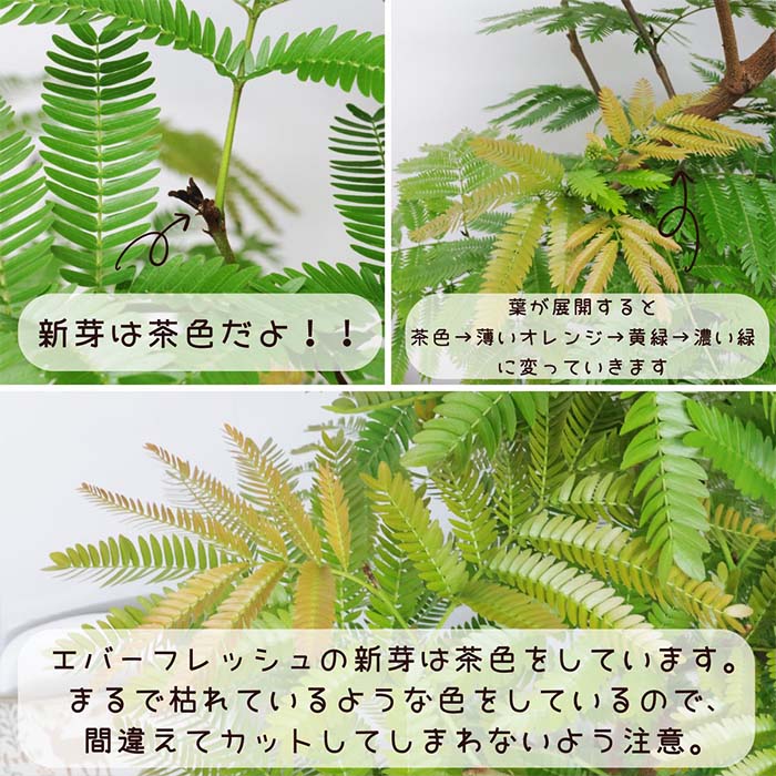 ポイント2倍／【選べる現品発送】エバーフレッシュ 10号鉢