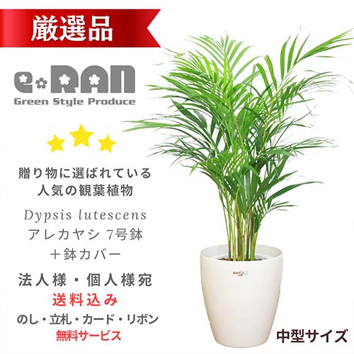 アレカヤシ 7号鉢 鉢カバーオプション 100cm前後 観葉植物 あれかやし ヤマドリヤシ コガネタケヤシ 黄金竹椰子 イエローバタフライパーム ヤシの木 植木鉢 Dypsis lutescens 南国風 ギフト 花言葉 勝利 元気 【数量限定販売】 厳選