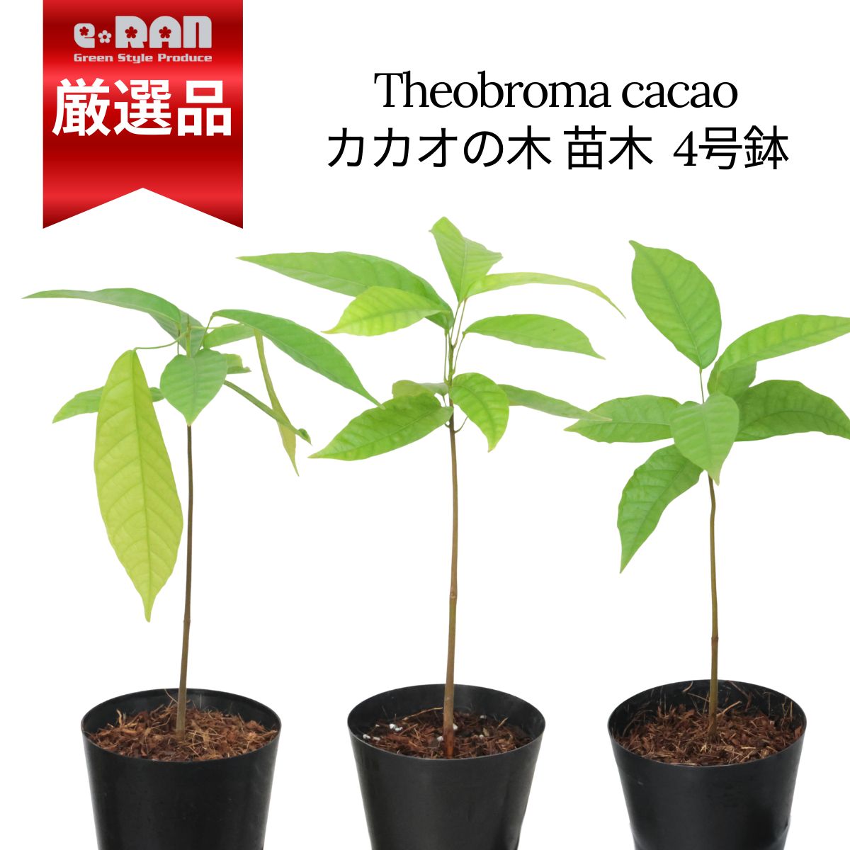 楽天市場】【送料無料】カカオの木 ( 品種:フォラステロ ) 果樹苗 3