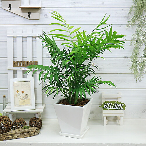 楽天市場】【セール品】 観葉植物 スーパーアレカヤシ 6号鉢