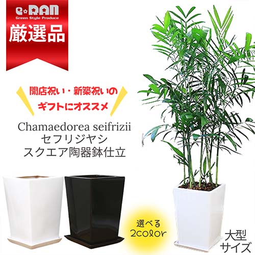 観葉植物 セフリジヤシ 陶器鉢スクエア 選べる陶器鉢 白 黒 高さ170cm前後 10号サイズ 【カマエドレア チャマエドレア セフリジー カイエンナッツ 育て易い 人気 ヤシの木 竹のような姿 空気清浄化 南国 アジアン お祝い】【数量限定販売】 夏ギフト 厳選｜観葉植物の専門店e-RAN