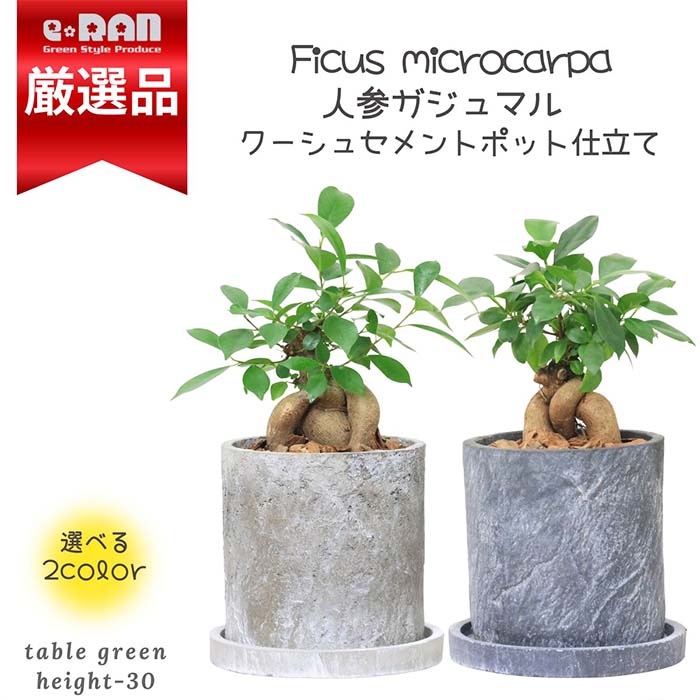 【限定数販売】 観葉植物 人参ガジュマル セメントポット鉢 ガジュマルの木 ガジュマル 塊根植物 根上がり 風水 ニンジンガジュマル 鉢植え 多幸の木 榕樹 溶ける木 キジムナー 我樹丸 細葉榕 厳選