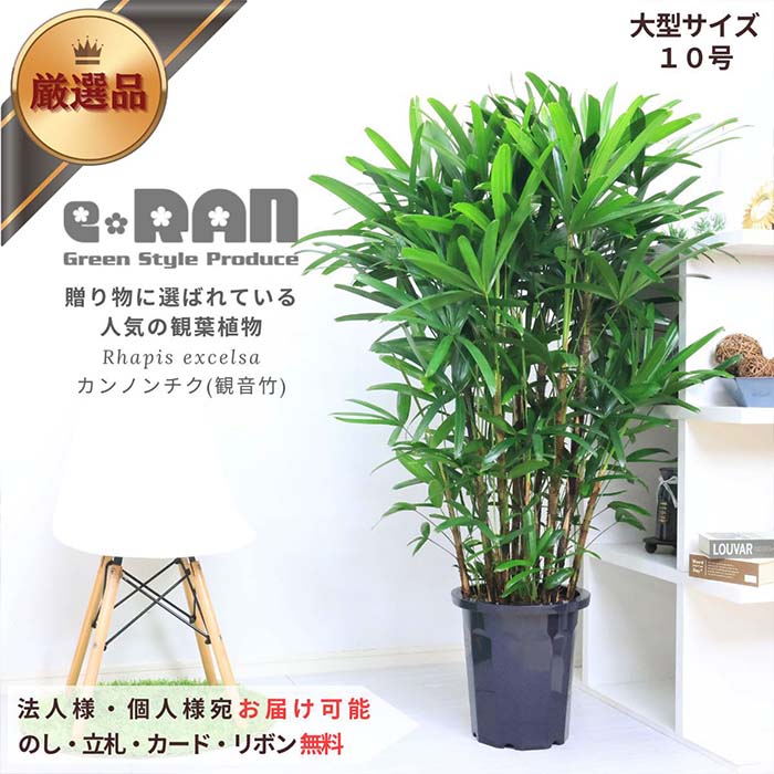 楽天市場】人気のシュロチク（棕櫚竹）陶器鉢 観葉植物 大型【数量限定 