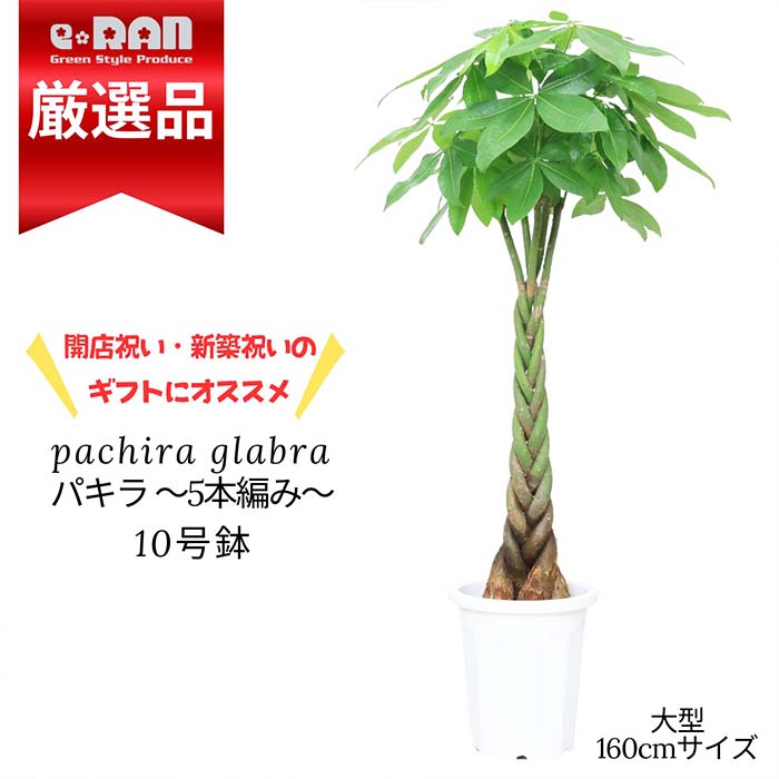 楽天市場】＼ポイント5倍／観葉植物 大型 パキラ 5本編み 9号サイズ 高