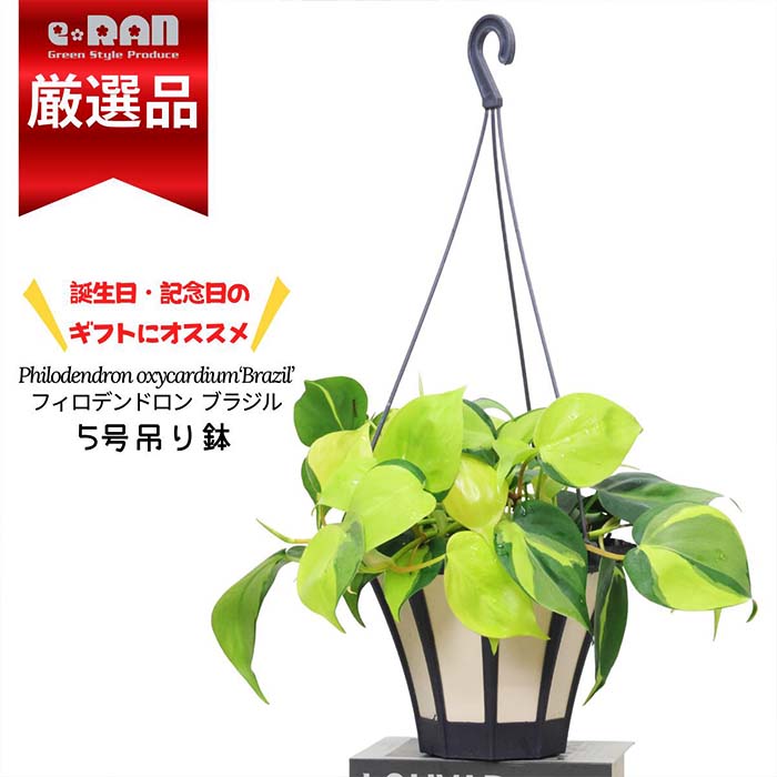 フィロデンドロン コブラ 吊り鉢 4 フィロデンドロン コブラ 5号吊り鉢 観葉植物 寄せ植え 鉢植え