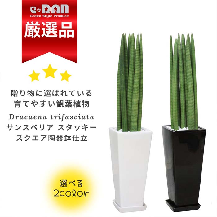 観葉草木の虫打つ手
