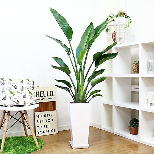 観葉植物 大型 ストレリチア オーガスタ 2株仕立 高級陶器鉢 白 管理説明書 受皿付き 肥料小袋プレゼント 高評価