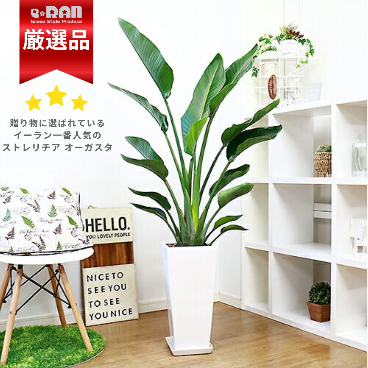 観葉草木の虫打つ手