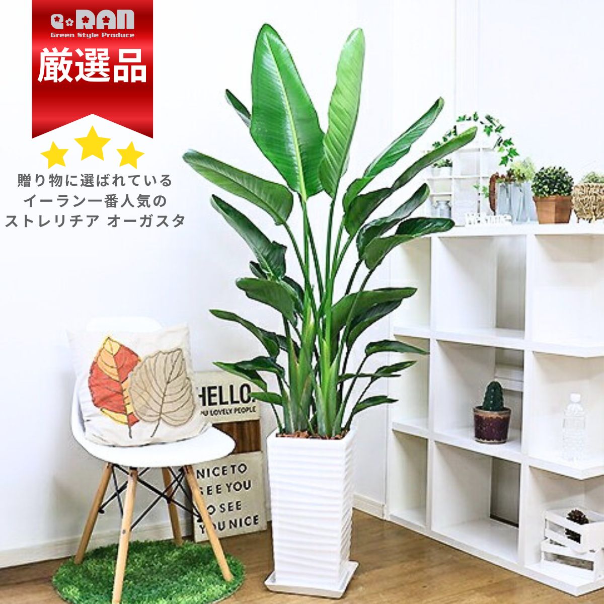 観葉草木の虫打つ手