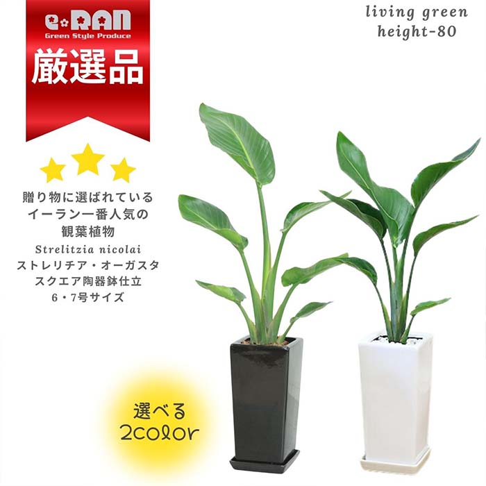 楽天市場】人気の セフリジヤシ 10号鉢【限定数販売】観葉植物 楽天市場】人気の セフリジヤシ 10号鉢【限定数販売】観葉植物