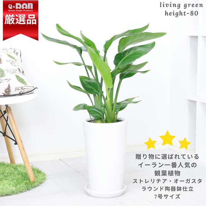 観葉草木の虫打つ手