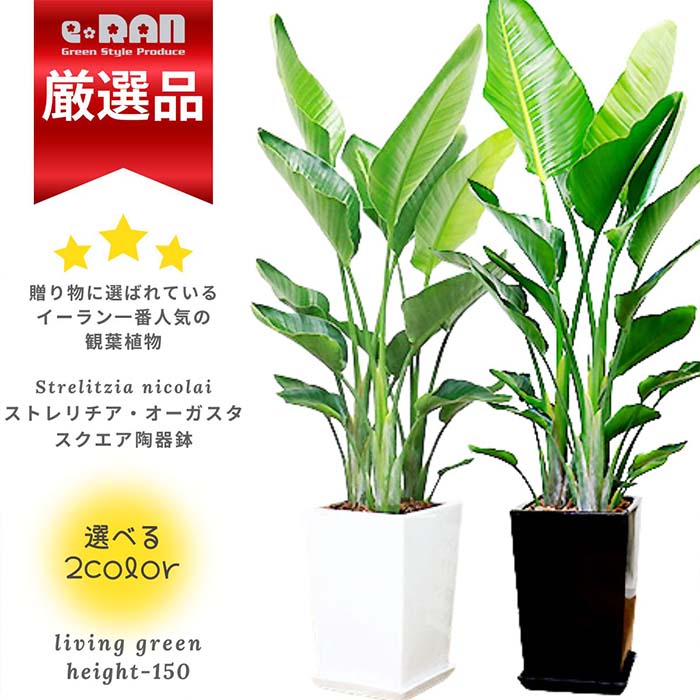 観葉草木の虫打つ手