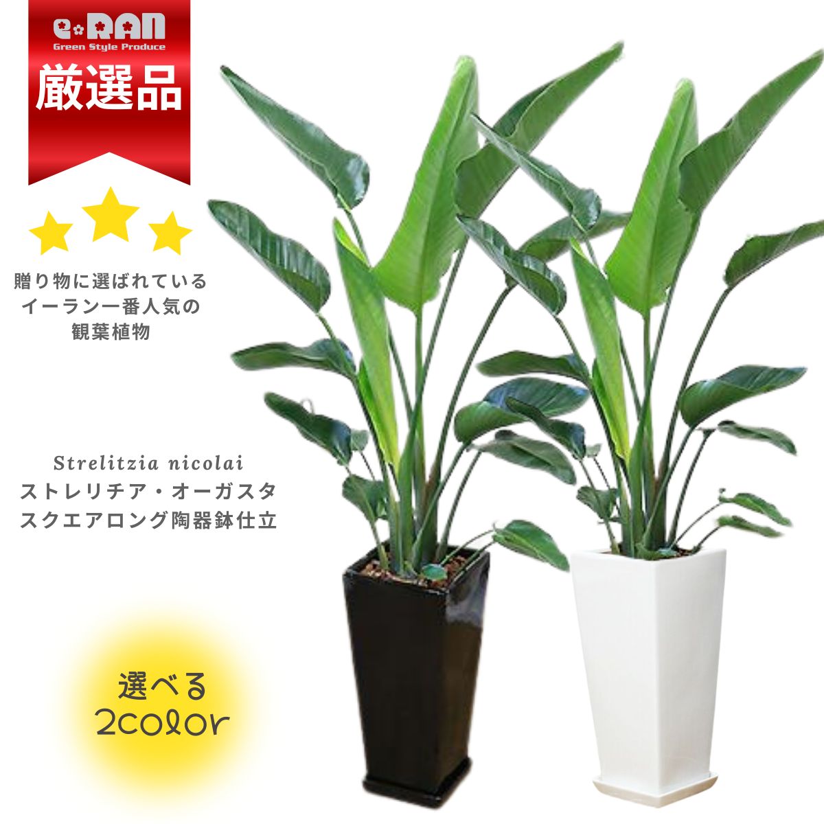 楽天市場】ストレリチア オーガスタ 高さ約150cm〜160cm前後