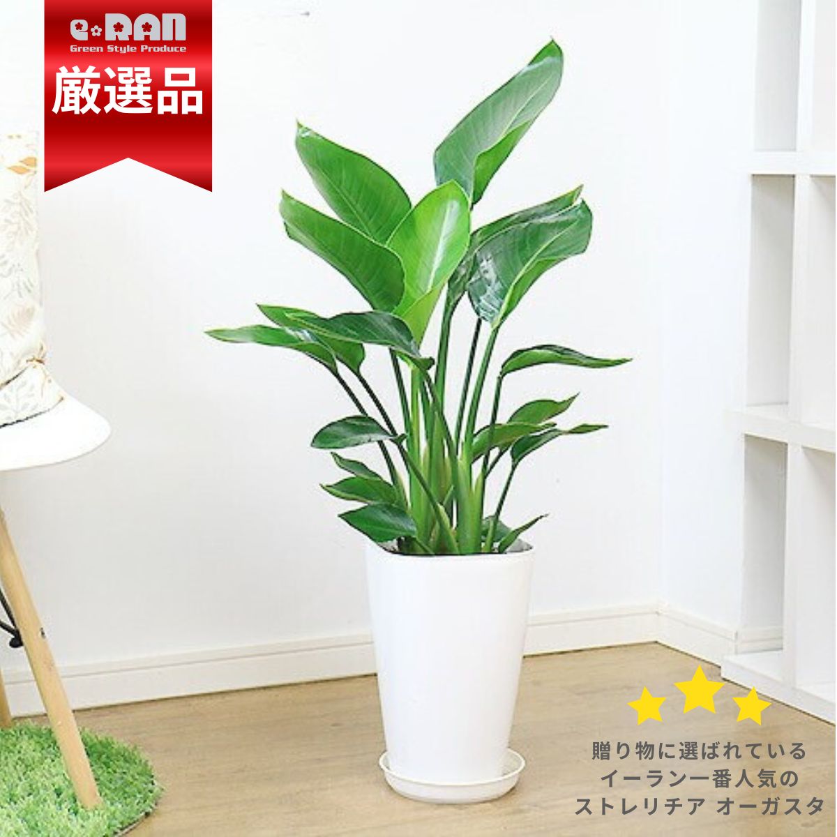 楽天市場】＼クーポン&ポイント／観葉植物 希少シダ ピロシア ロンギ