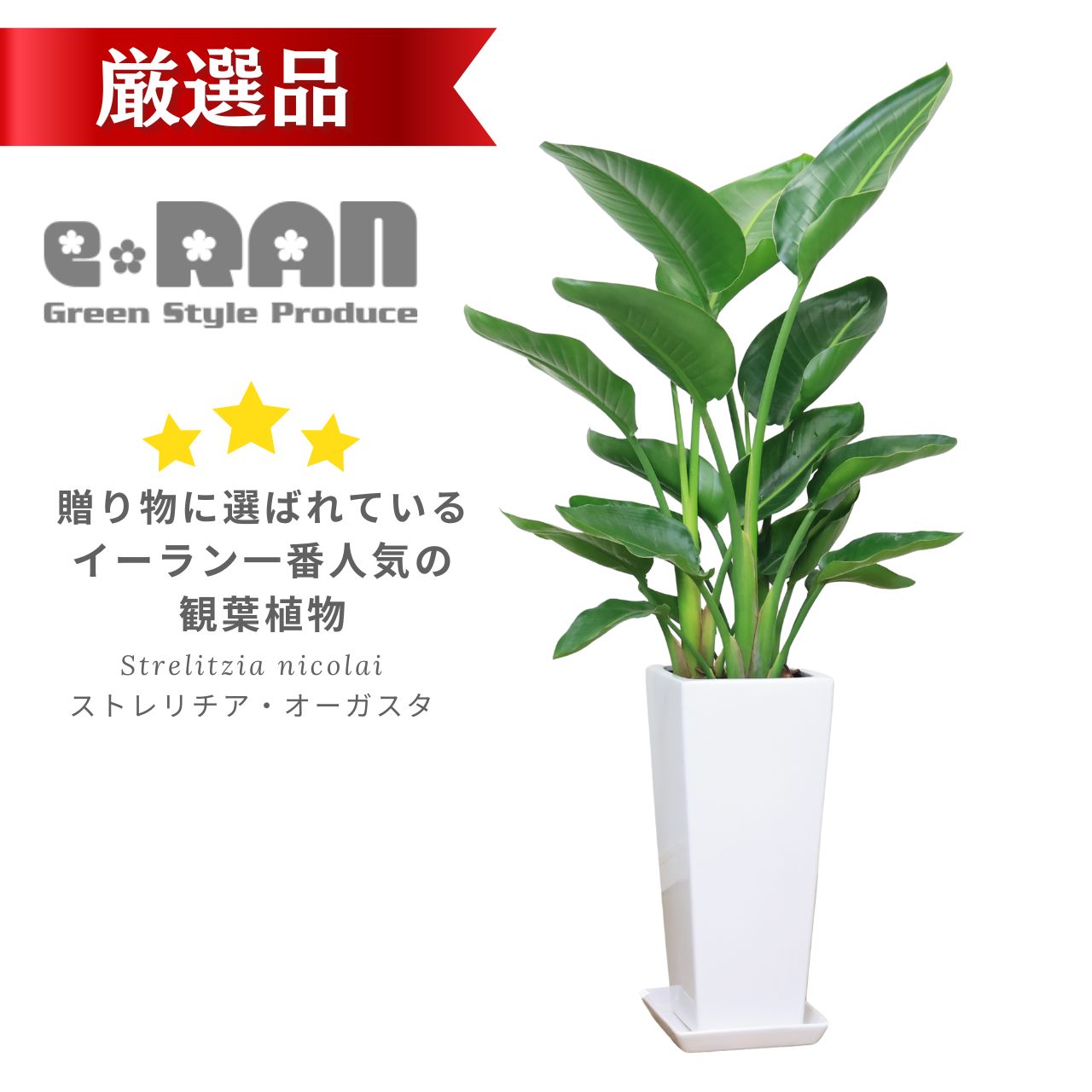 観葉植物 厳選 ストレリチア オーガスタ 株立 高さ約120cm前後 スクエアホワイト陶器鉢 受皿付 人気 出産祝い 引越祝い 開店祝い 移転祝い 新築祝い プレゼント ニコライ 天国の鳥 パラダイス 瑠璃極楽鳥花 イーラン【数量限定販売】