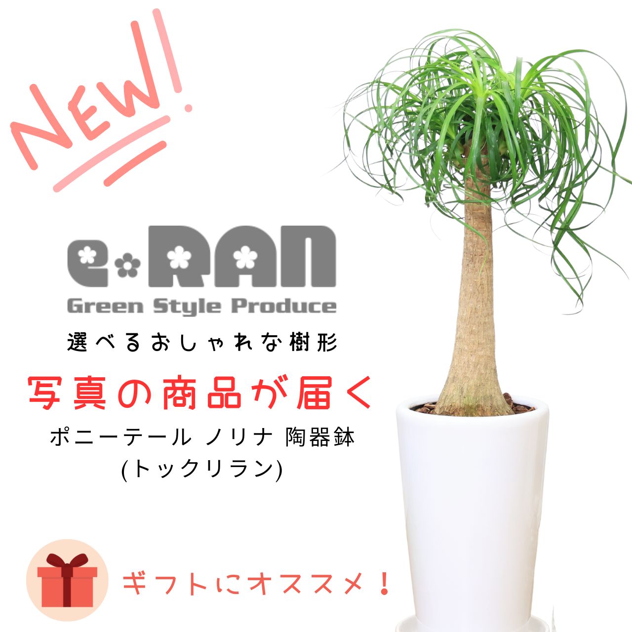 楽天市場】＼ポイント2倍／【選べる現品発送】観葉植物 大型