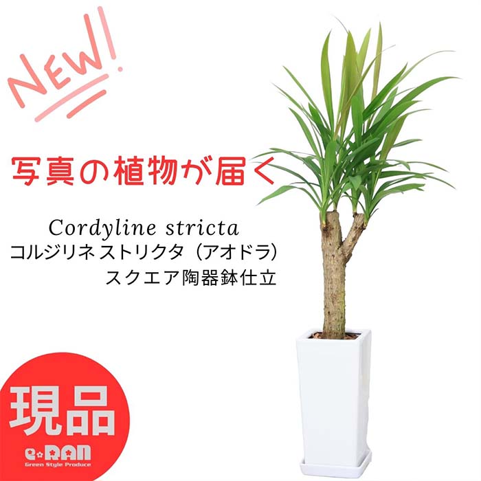 楽天市場】観葉植物 大型 コルジリネ チョコレートクイーン 陶器鉢 白 高さ約141cm 9号サイズ 管理説明書 受皿付き 肥料小袋プレゼント  チョコレート色 縦斑 希少 コルディリネ グッドラックツリー センネンボク ハワイアンティ ーリーフ マーブル オシャレ【現品発送 ...